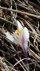 Crocus vernus