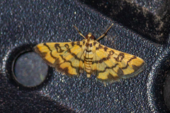 Glycythyma chrysorycta