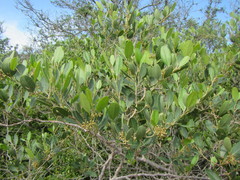 Rhoicissus kougabergensis