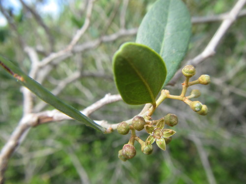 Kouga Grape (Rhoicissus kougabergensis)