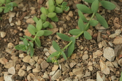 Linaria japonica