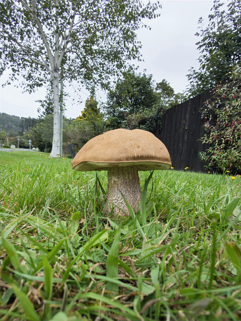 Leccinum scabrum · April 2026 · photo: © jeremy_rolfe (iNaturalist, cc-by)