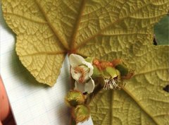 Rubus reflexus