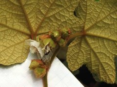 Rubus reflexus