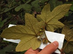 Rubus reflexus