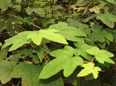 Rubus reflexus