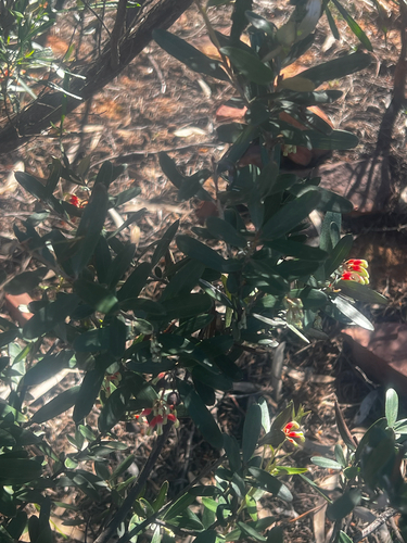 Rough Grevillea (Grevillea aspera)