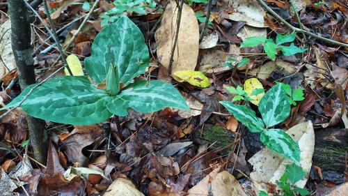 Underwood's trillium (Trillium underwoodii)