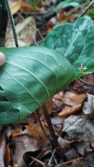 Trillium underwoodii, photograph (c) Athena Philips, some rights reserved (CC BY)