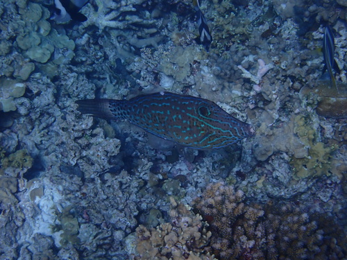 Aluterus scriptus