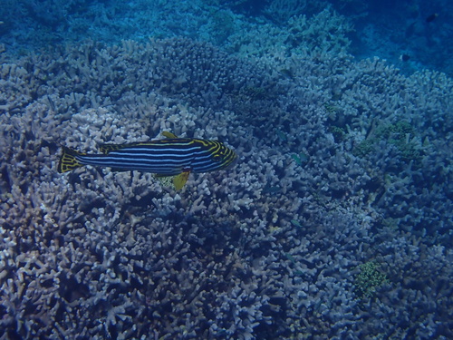 Plectorhinchus vittatus