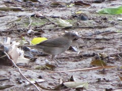 Turdus ignobilis debilis