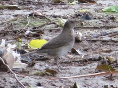 Turdus ignobilis debilis
