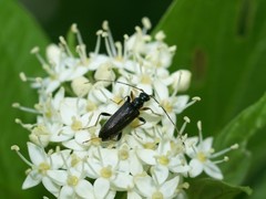 Pidonia ruficollis
