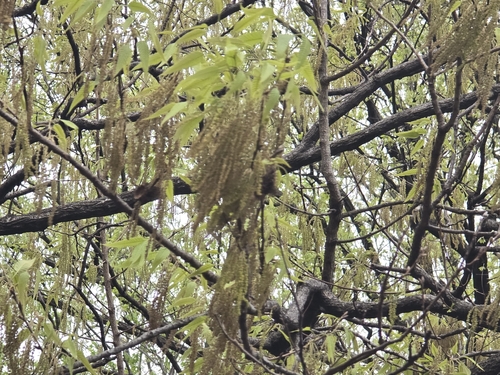 Sawtooth oak (Quercus acutissima)