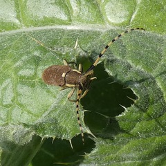 Agapanthia annularis