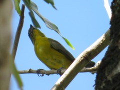 Euphonia chrysopasta