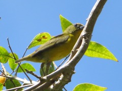 Euphonia chrysopasta