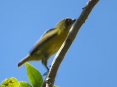 Euphonia chrysopasta