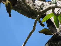Euphonia chrysopasta
