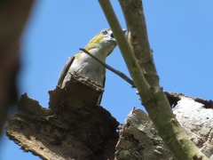 Euphonia chrysopasta