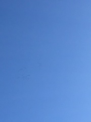 Grus grus