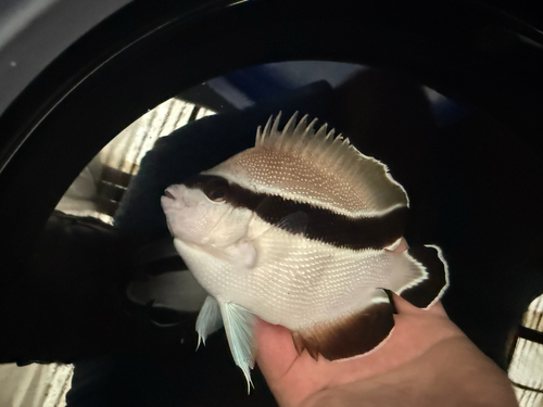 Apolemichthys, 2026-04-06