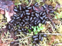 Odocoileus hemionus sitkensis