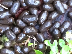 Odocoileus hemionus sitkensis