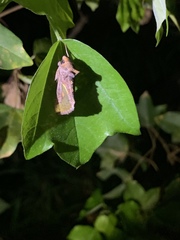 Thysanoplusia orichalcea
