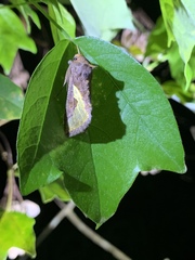 Thysanoplusia orichalcea