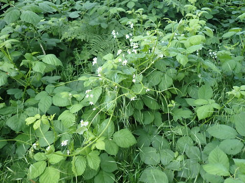 coastal manroot (Marah oregana)