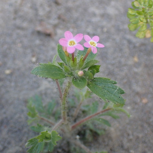 variableleaf collomia (Collomia heterophylla)
