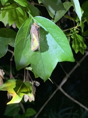 Thysanoplusia orichalcea