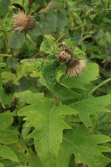 Cirsium kamtschaticum