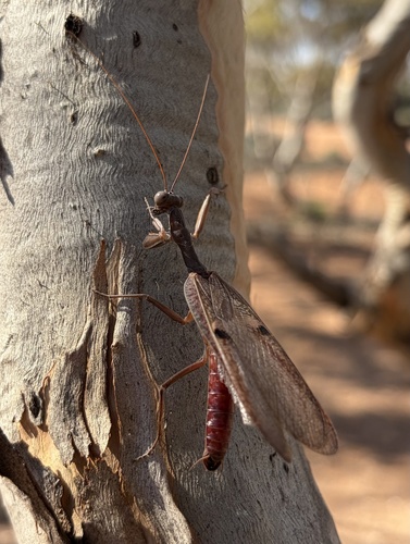 Burying Mantis