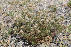 Chamaerhodos grandiflora