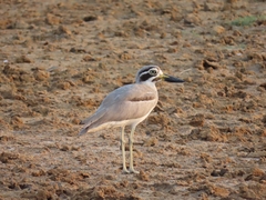 Esacus recurvirostris