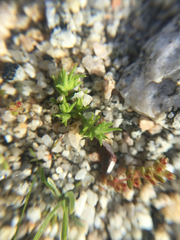 Loeflingia squarrosa