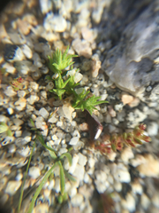 Loeflingia squarrosa