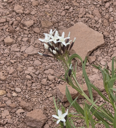 Peebles' Bluestar (Amsonia peeblesii)