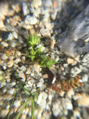 Loeflingia squarrosa