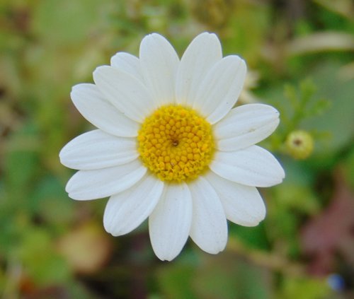 Jarmen (Anthemis)