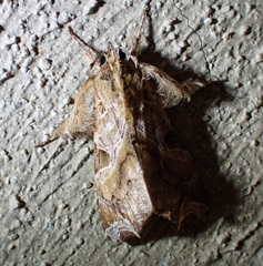 Callopistria floridensis