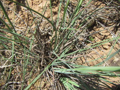 Eustachys paspaloides