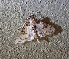 Azochis rufidiscalis