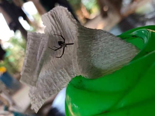 Argiope dang