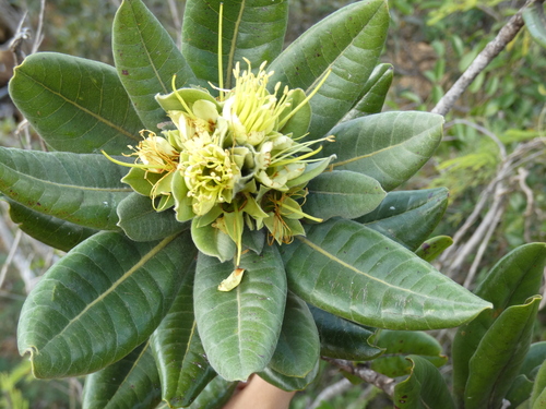 Xanthostemon ferrugineus observed 2026-04-04