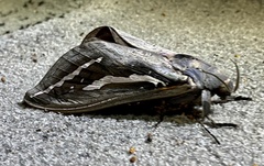 Abantiades hydrographus