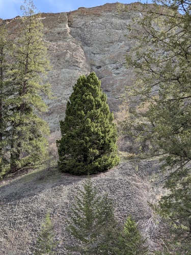 Rocky Mountain Juniper (Juniperus scopulorum)